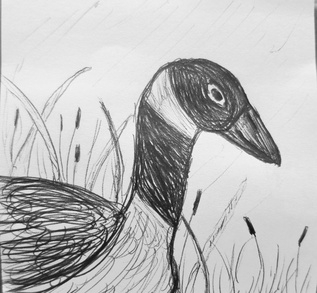 Cooper the Goose (July 2026)